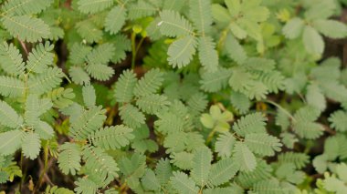 Mimosa kuadrivalvis, dört kapakçık mimozası olarak bilinir, hassas yaban ördeği ve kedi pençesi. Resim grafik kaynağı olarak kullanmak için uygun