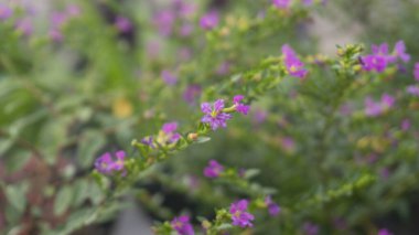 Zarif mor sahte Heather çiçeklerinin yakın plan görüntüsü yemyeşil yapraklar ve yumuşak bir bokeh arka plan. Doğa, bahçıvanlık ve barışçıl temalar için ideal..