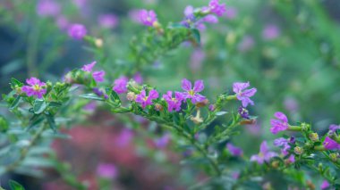 Güzel, küçük mor çiçekler yeşil dallarda açar, sığ bir alan derinliğiyle yakalanır, huzurlu ve rüya gibi doğal bir zemin oluşturur..