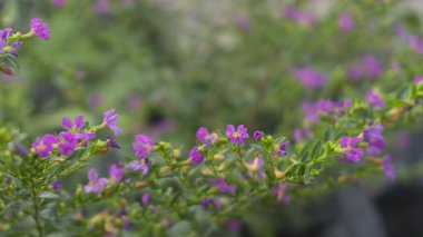 Açık yeşil yapraklı küçük mor çiçeklerin yakın çekimi yumuşak, doğal bir estetik için bulanık arkaplan. Bahar temaları, bahçıvanlık ya da huzurlu doğal güzellik için mükemmel..