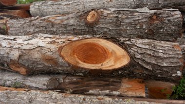 Doğal odun yığınları, sert ağaç kabukları ve karışık ahşap tahıllar. Doğa, kereste, ormancılık veya kırsal arka plan temaları için mükemmel.