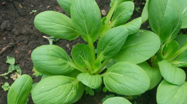 Sağlıklı yeşil çikolotlar doğal ışık altında bir bahçe yatağında gelişiyor. Taze üretimi, sürdürülebilir tarımı ve besleyici yeme kavramlarını desteklemek için mükemmel..