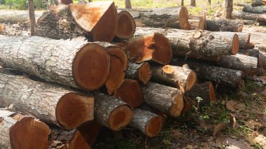 Yeni işlenmiş canlı bir yığın kırmızı-kahverengi ahşap kütük ve kalas, doğal ahşap tahıl ve doku sergiliyor. Sürdürülebilir ormancılık, inşaat ve marangozluk temaları için ideal.