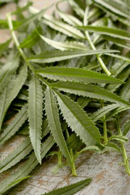 gevşek kadife çiçeği bagonia yaprakları