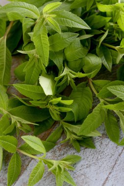 taze otlar lemon verbena