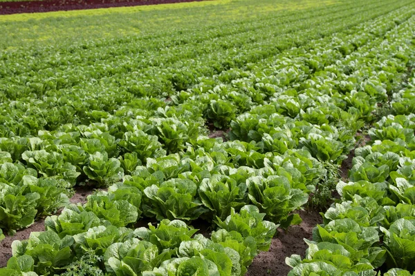 Laitue Cultivée Dans Les Champs — Photo