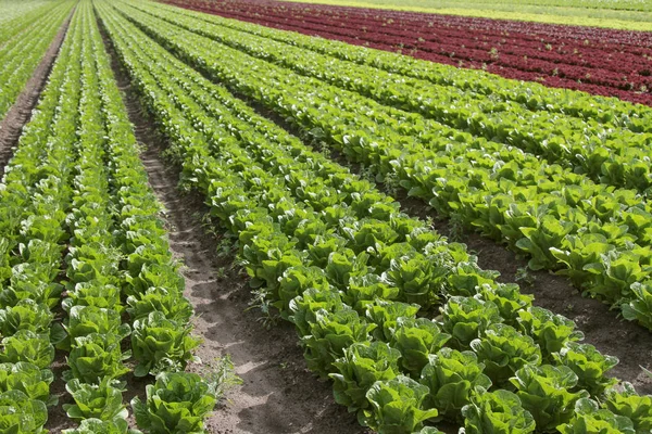 Sla Kweken Veld — Stockfoto