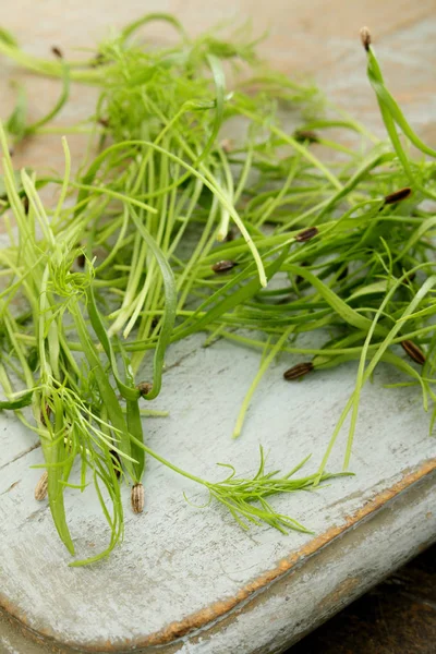 Fresh Picked Micro Fennel Herb — Stock Photo, Image