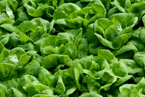 Salat Wächst Auf Dem Feld — Stockfoto