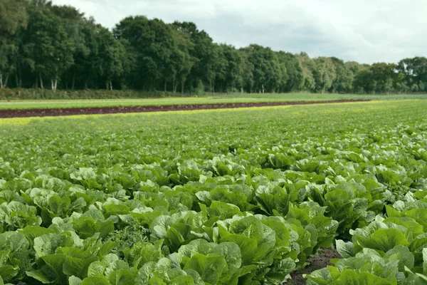 Lechuga Que Crece Campo —  Fotos de Stock