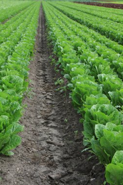 alanında büyüyen marul