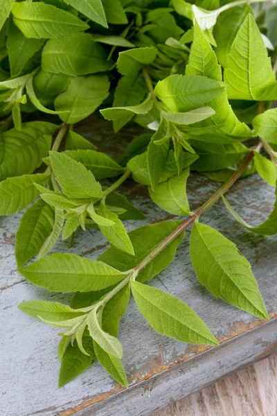 fresh herbs lemon verbena