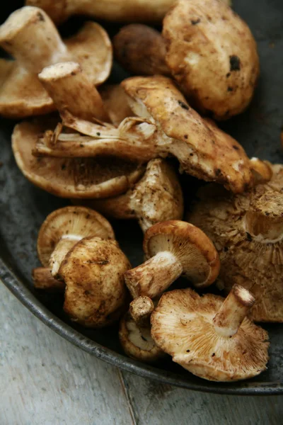 Pied Mouton Champignon — Photo