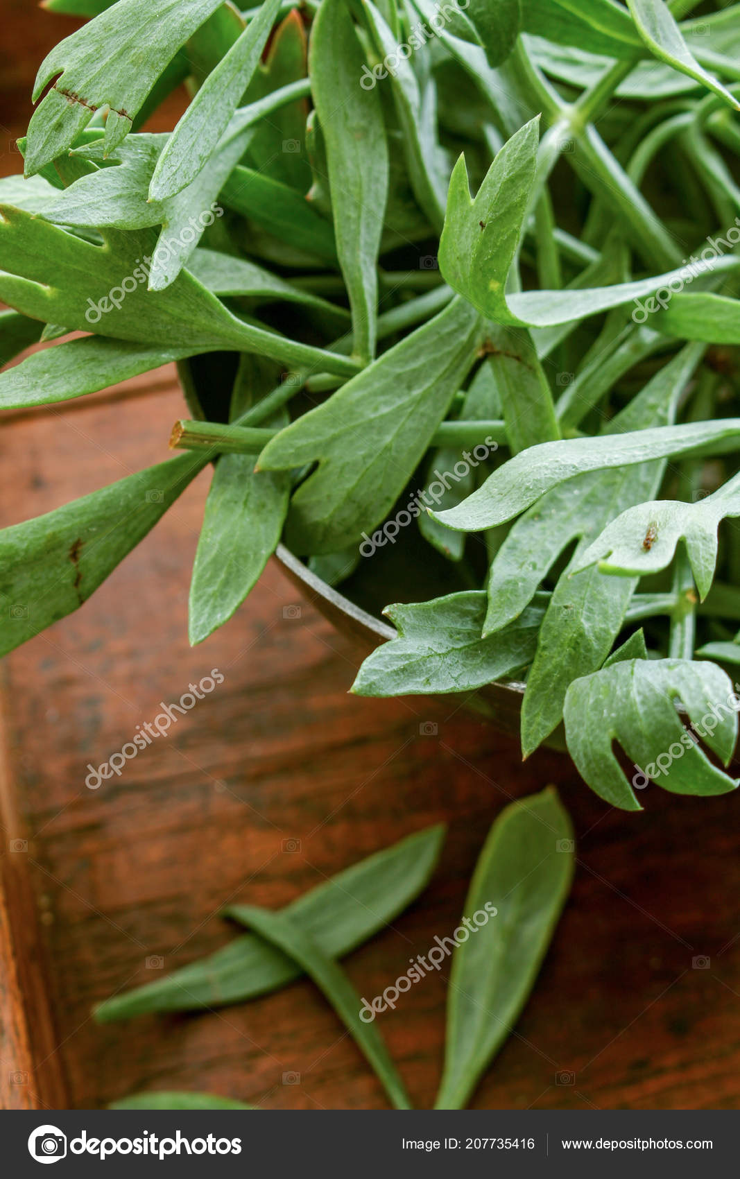 Healthy Rock Samphire Close — Stock Photo © neillangan #207735416