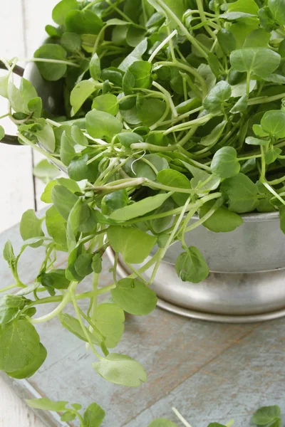 Zubereitung Von Frischen Salatblättern Der Brunnenkresse — Stockfoto