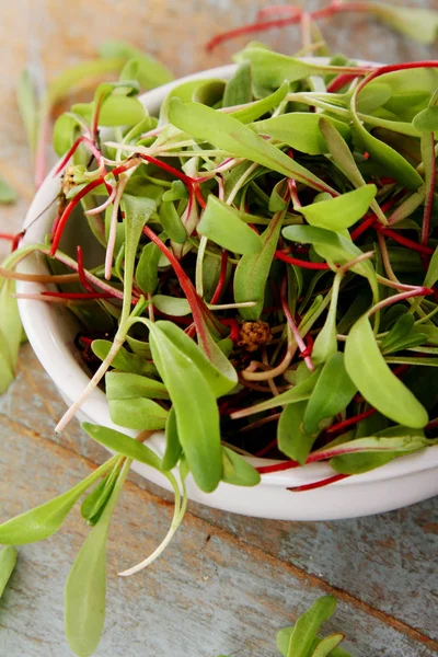 micro herb rainbow chard