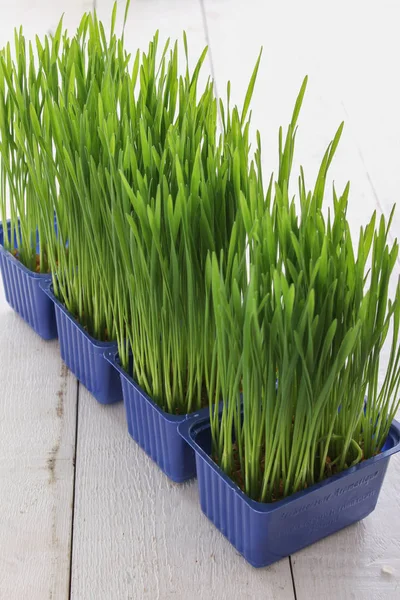 Fresh Green Living Wheatgrass — Stock Photo, Image