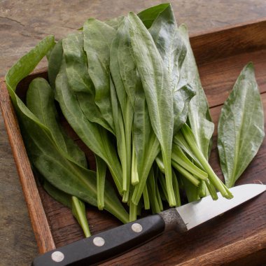 taze deniz kıyısı aster bıçak ile