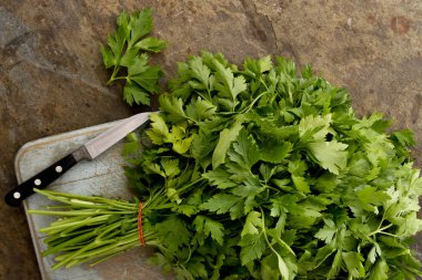 taze düz yaprak maydanoz Grup