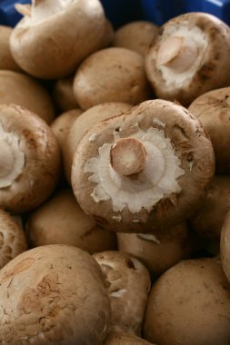 kahverengi kestane fincan mantar kapalı