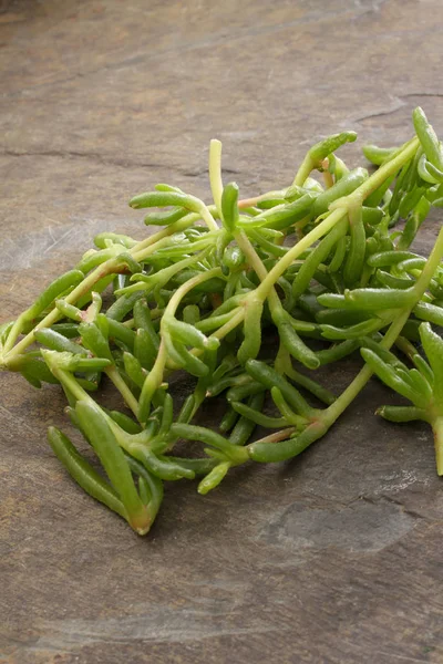 Planta Comestible Costera Dedos Salados —  Fotos de Stock