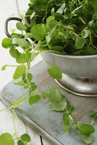 Verse Saladebladeren Tafel — Stockfoto