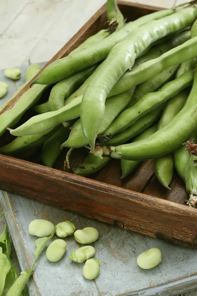 taze bakla hazırlanıyor