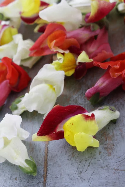 Edible Decorative Flower Blossom — Stock Photo, Image