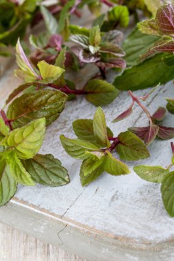 taze mikro otlar yakın çekim