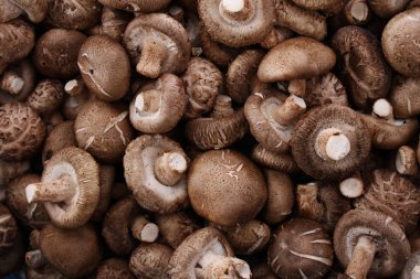 taze çiğ shitake mantarlar