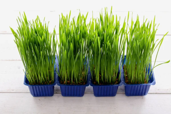 Living Growing Healthy Wheatgrass — Stock Photo, Image