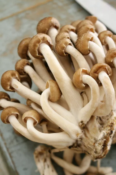 Funghi Freschi Crudi Vicino — Foto Stock