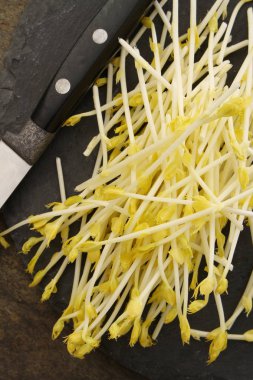 Tatlı Mısır çimlenme vuruyor