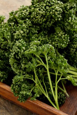 taze kıvırcık yaprak maydanoz hazırlanıyor