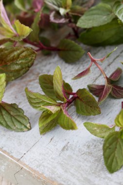 taze nane mikro otlar