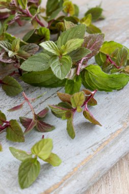 taze nane mikro otlar