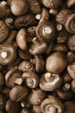 taze çiğ shitake mantarlar