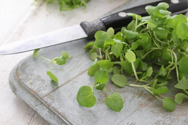 Voorbereiding Van Frisse Waterkers Salade Verlaat — Stockfoto