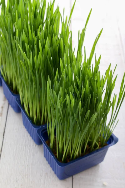 Leben Beim Anbau Von Gesundem Weizengras — Stockfoto