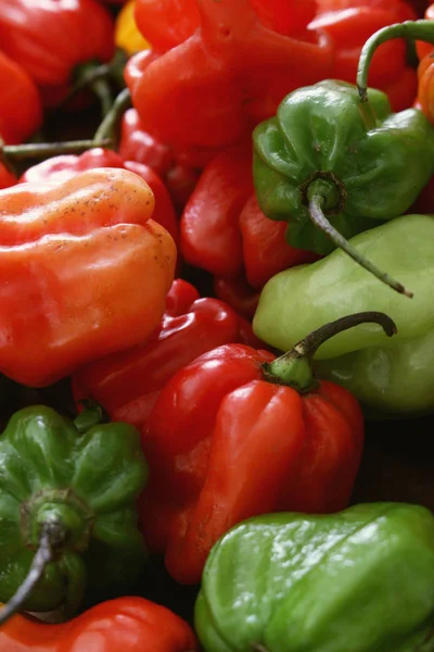 Hot Scotch Bonnet Chili Peppers — Stock Photo, Image