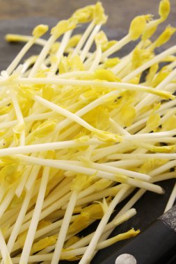 Tatlı Mısır çimlenme vuruyor