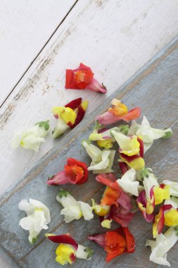 taze yenilebilir dekorasyon çiçekler