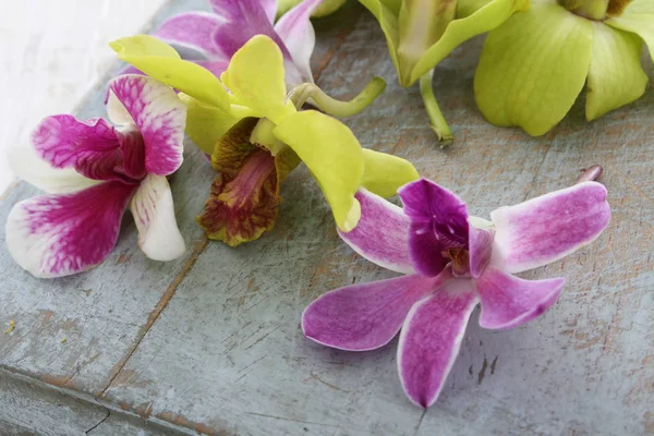 Fotos de Orquídea comestível, Imagens de Orquídea comestível sem royalties  | Depositphotos