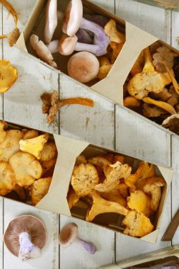 taze çiğ egzotik mantar çeşitleri bir seçki