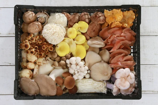 新鲜生鲜食用菌品种的选育 — 图库照片