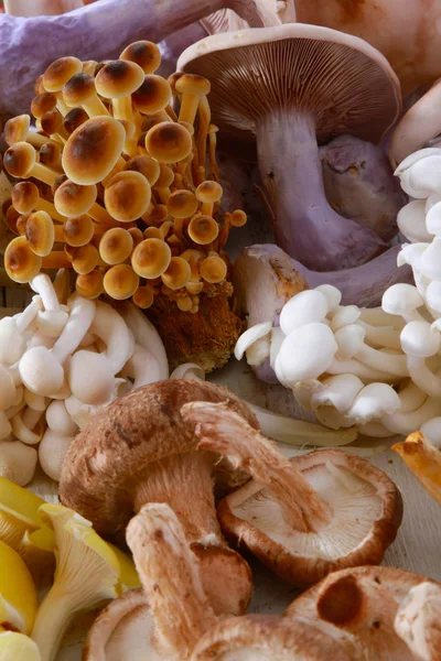 Selection Fresh Uncooked Exotic Mushroom Varieties — Stock Photo, Image