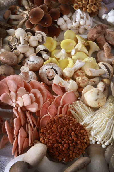 新鲜生鲜食用菌品种的选育 — 图库照片