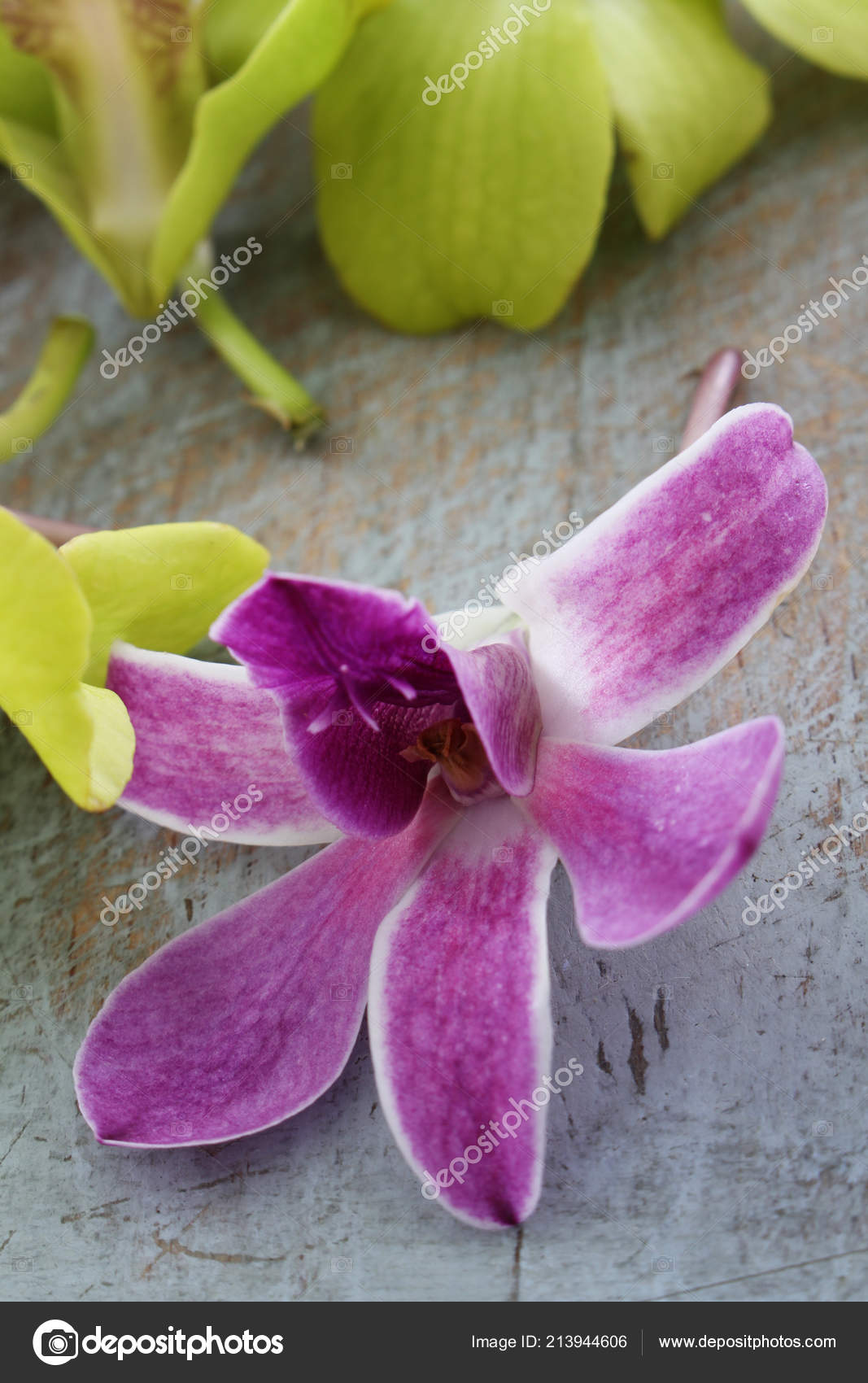 Flores Comestíveis Orquídea Tabela fotos, imagens de © neillangan #213944606