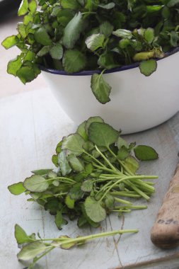 taze sağlıklı salata yaprakları