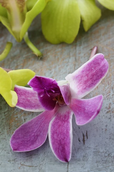 Flores Comestíveis Orquídea Tabela fotos, imagens de © neillangan #213944606
